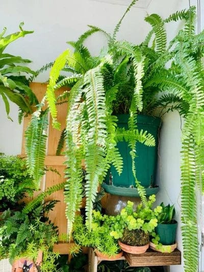 Realistic Boston Fern – Low-Maintenance Indoor/Outdoor Decor