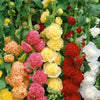 Beautiful Double Flower Seeds for a Vibrant Garden Display