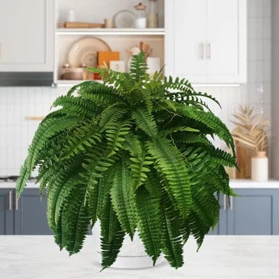 Realistic Boston Fern – Low-Maintenance Indoor/Outdoor Decor