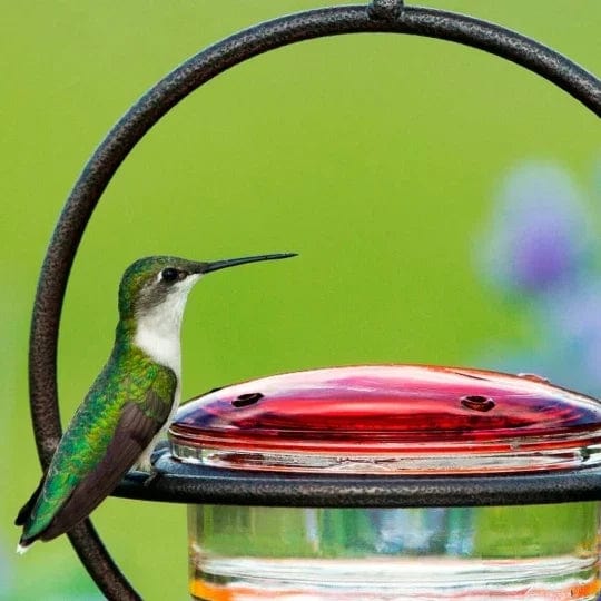 Hummingbird Paradise – Versatile Bird Feeder