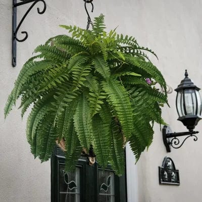 Realistic Boston Fern – Low-Maintenance Indoor/Outdoor Decor