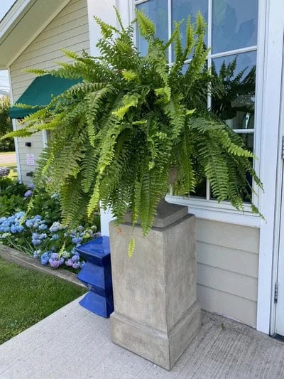 Realistic Boston Fern – Low-Maintenance Indoor/Outdoor Decor