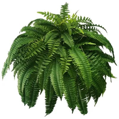 Realistic Boston Fern – Low-Maintenance Indoor/Outdoor Decor