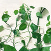 Transform Your Home with Vertical Plant Growth Support Clips