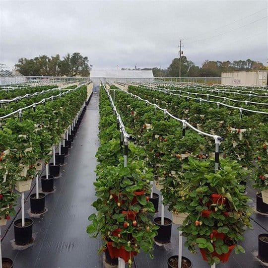 Stackable Vertical Planter for Strawberries and Herbs