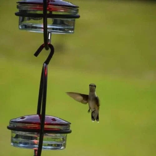 Hummingbird Paradise – Versatile Bird Feeder