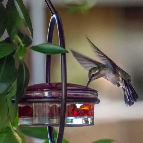 Hummingbird Paradise – Versatile Bird Feeder