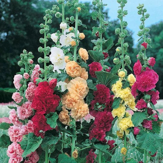 Beautiful Double Flower Seeds for a Vibrant Garden Display