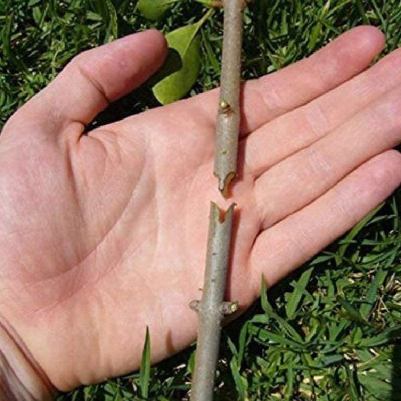 Professional Garden Grafting Tool – Clone & Prune with Ease