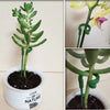 Durable Plant Support Stake – Strong, Easy Assembly for Healthy Growth